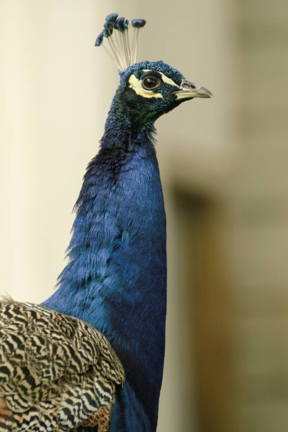 beautiful peacock in the castle garden - Фото, изображение