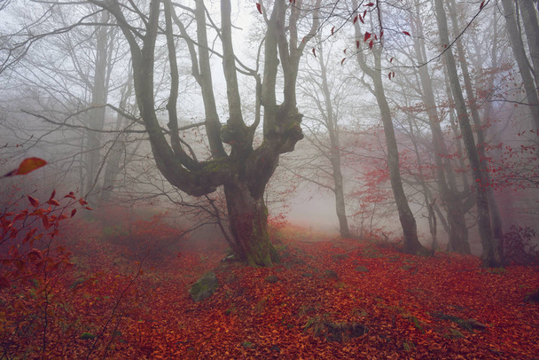 красивый загадочный осенний буковый лес
  - Фото, изображение