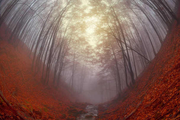 schöne Herbstszene in einem Wald mit rotem Teppich aus abgefallenen Blättern, dünnen hohen Bäumen, die eine gebückte Perspektive bilden, geheimnisvollem Lichtnebel, der den Weg durchdringt, moosbedeckten Steinen und Baumstämmen  - Foto, Bild