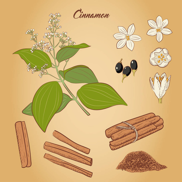 Cinnamon stick. Hand drawn design - Vector, Image