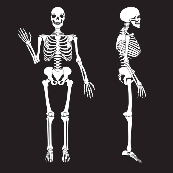 Huesos humanos esqueleto silueta vector. Anatomía del cuerpo humano
 - Vector, imagen