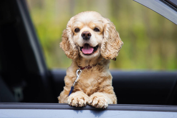 hond peeks uit het raam van de auto - Foto, afbeelding