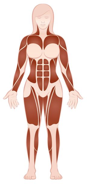 Large Muscle Groups Female Body Front View - Vector, Image