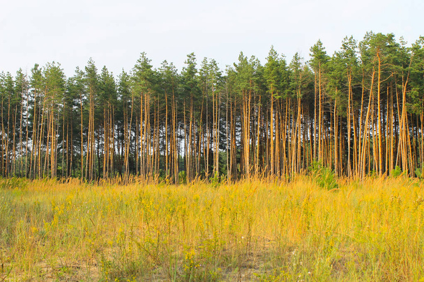 Pine bomen in naaldhout bos - Foto, afbeelding