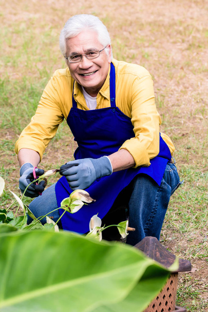 Portrait of active Asian elderly man smiling while pruning green - Photo, Image
