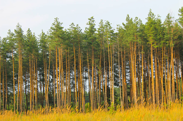 Colchón de pino en bosque de coníferas
 - Foto, Imagen