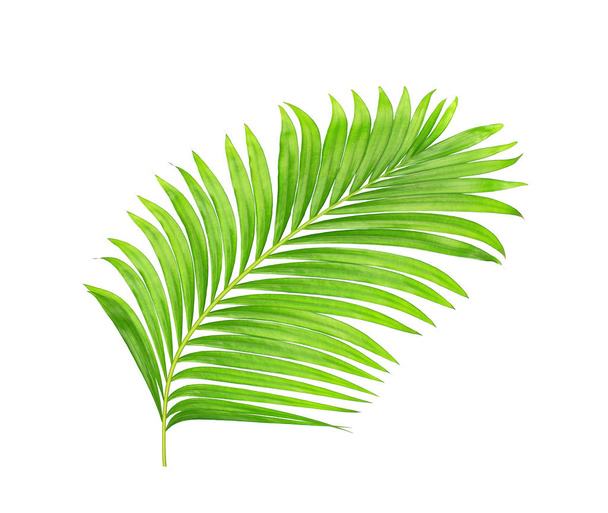 green leaves of palm tree isolated on white background - Photo, Image
