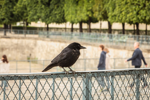 uccello nero su una grata in un giardino
 - Foto, immagini