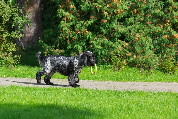 Dog in the park - Foto, Bild