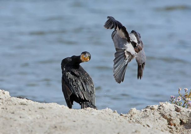 Neobvyklé scény boje mezi běžné kormorána a šedé crow. - Fotografie, Obrázek