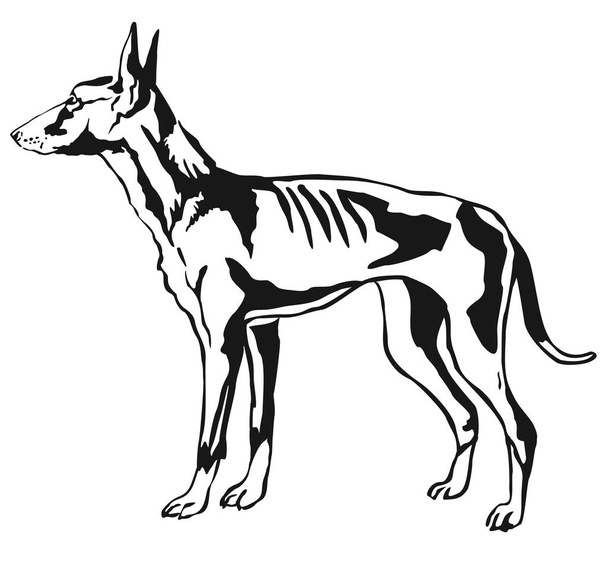Dekorativní stojící portrét podengo Ibicenco psa vektor špatně - Vektor, obrázek