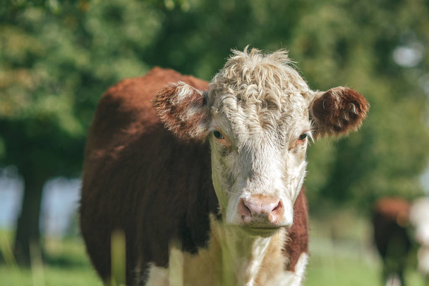 Closeup of cute cow on green background - Foto, Bild