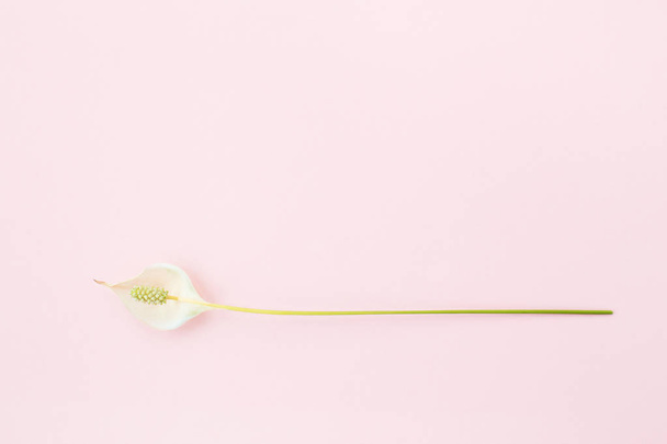 Yksi kukka vaaleanpunainen tausta
 - Valokuva, kuva