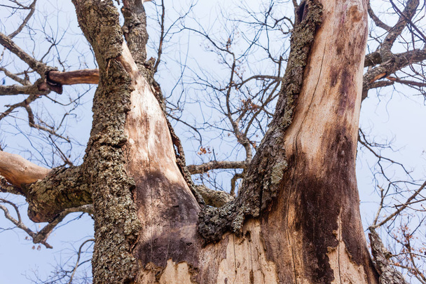 Dry Tree Bark Skin - Photo, Image