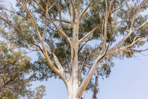 Large Gum Tree - Photo, Image