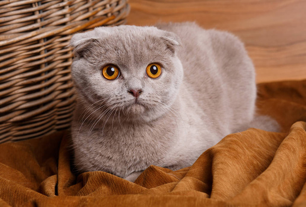 γκρι γάτα με κίτρινο μάτια Σκωτικής Διπλώνετε - Φωτογραφία, εικόνα