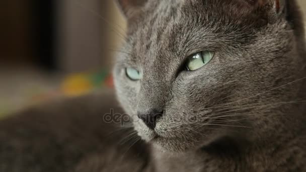 Sleepy Russian Blue Cat, Close Up, Hand Held Camera. - Кадры, видео