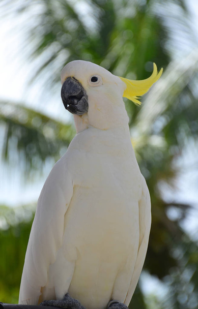 Cacao crestato allo zolfo - pappagallo bianco
 - Foto, immagini