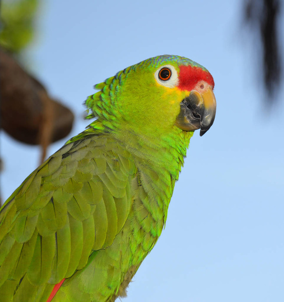 Yeşil Brezilyalı papağan - Fotoğraf, Görsel