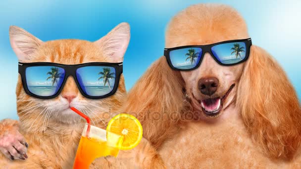 Kinograf - kot i pies sobie okulary relaksujący w tle morza.  - Materiał filmowy, wideo
