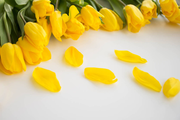 Love, romance, greetings, celebration concept - yellow tulips on white background. delicate petals from a Tulip - 写真・画像