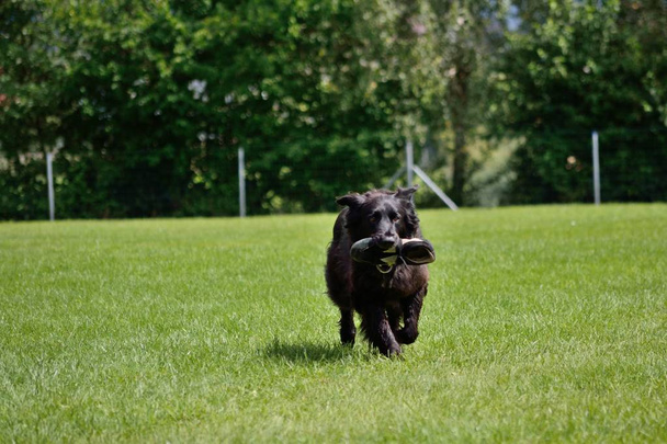 Μαύρος σκύλος φέρνει ύπουλος - Φωτογραφία, εικόνα