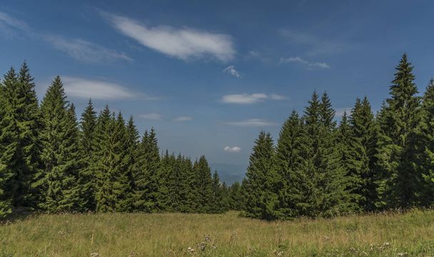 Florestas sob Velky Choc colina no norte da Eslováquia no verão
 - Foto, Imagem