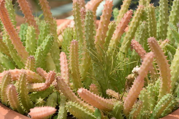 Plante de cactus dans le désert
 - Photo, image