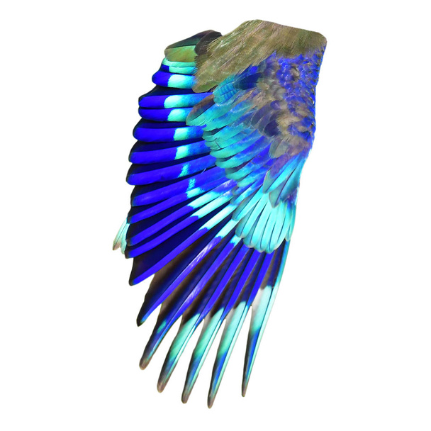 Ali di uccello blu
 - Foto, immagini