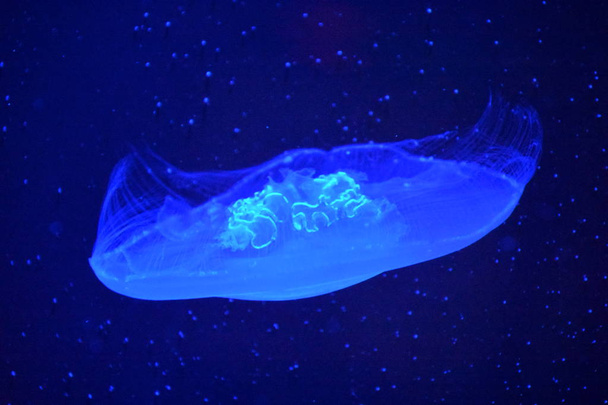 Медуза в аквариуме - Фото, изображение