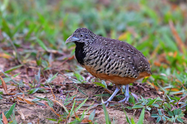 Barred Buttonquail  bird - Photo, Image