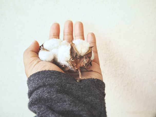 close-up partial view of person holding cotton plant on hand - Photo, Image