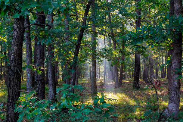 Landschaft Morgennebel schöner Wald - Foto, Bild