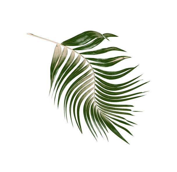 Vihreä palmunlehti valkoisella pohjalla - Valokuva, kuva