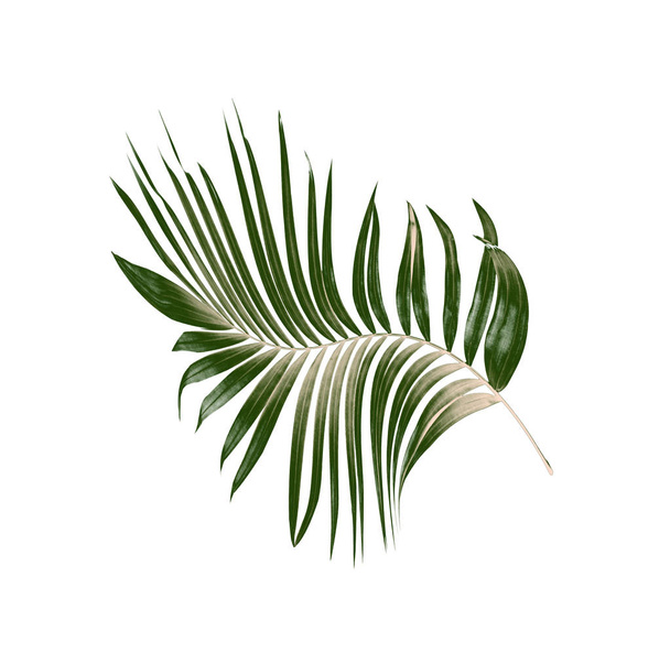 Folha verde de palmeira no fundo branco - Foto, Imagem