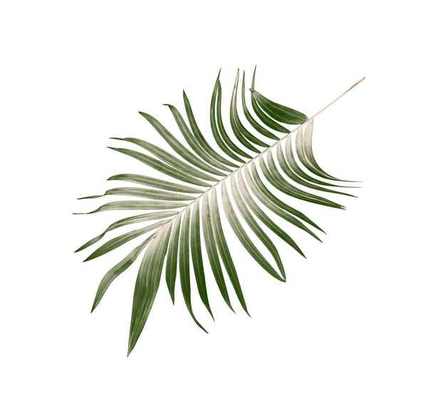 Vihreä palmun lehti tausta - Valokuva, kuva