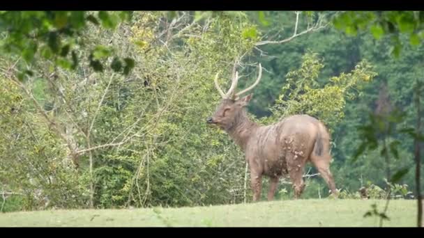 Hirsche im Nationalpark 4k - Filmmaterial, Video