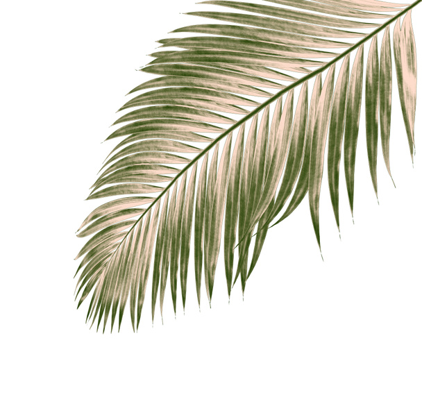 hojas verdes de palmera aisladas sobre fondo blanco - Foto, Imagen