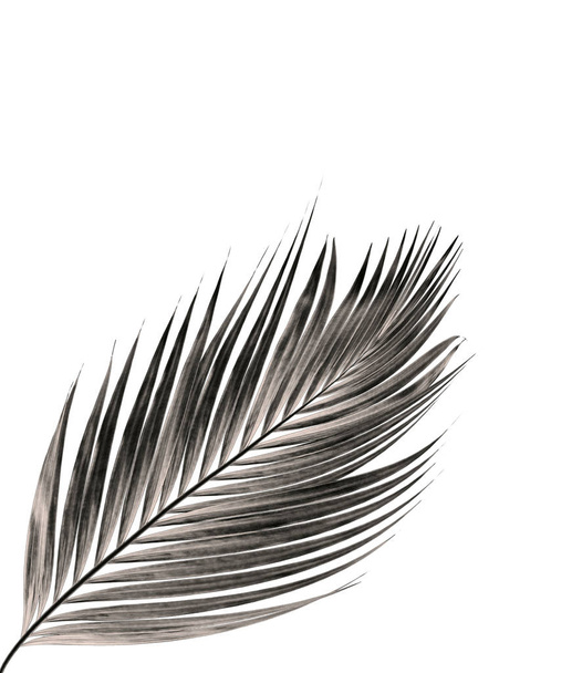 feuille de palmier isolée sur fond blanc
 - Photo, image