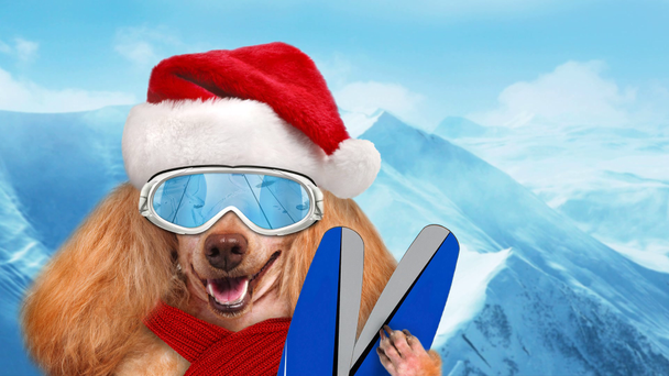 Cinemagraph - síelő kutya a piros karácsonyi kalapot visel napszemüveg pihentető a hegy .  - Felvétel, videó
