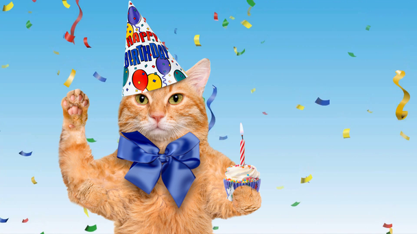 Cinemagraph - születésnap macska. Animáció . - Felvétel, videó