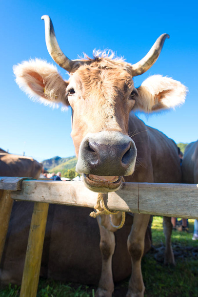 Vaca bonito engraçado em uma área de montanha cercada em um dia ensolarado
 - Foto, Imagem