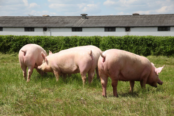 Güneş zevk genç domuz yavruları grup fotoğrafı  - Fotoğraf, Görsel