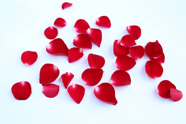 Abstract of red rose petals isolated on a white background. - Valokuva, kuva