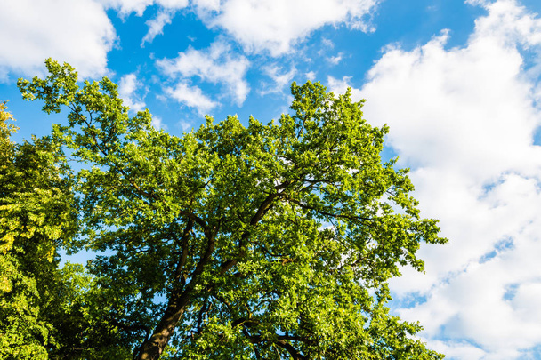 Green tree against blue sky with clouds - Φωτογραφία, εικόνα