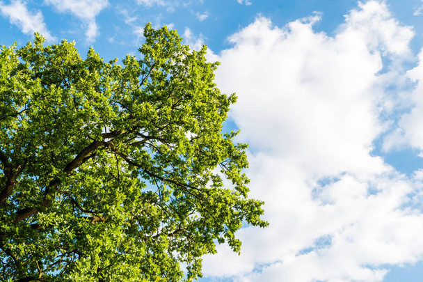 Green tree against blue sky with clouds - Fotoğraf, Görsel