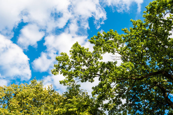 Green tree against blue sky with clouds - Zdjęcie, obraz