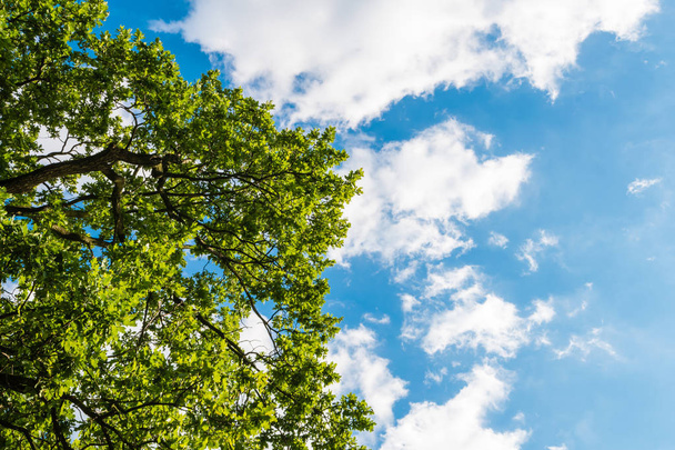 Green tree against blue sky with clouds - Zdjęcie, obraz