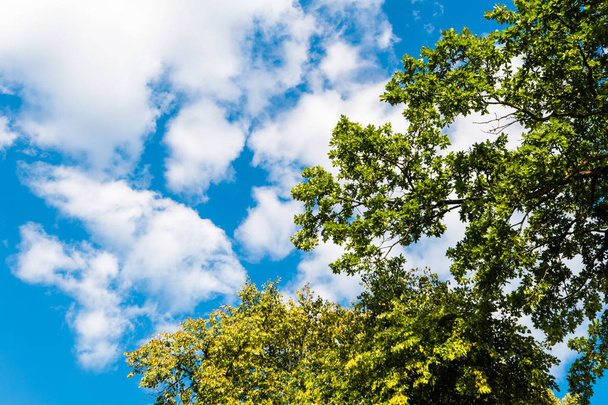 Green tree against blue sky with clouds - 写真・画像