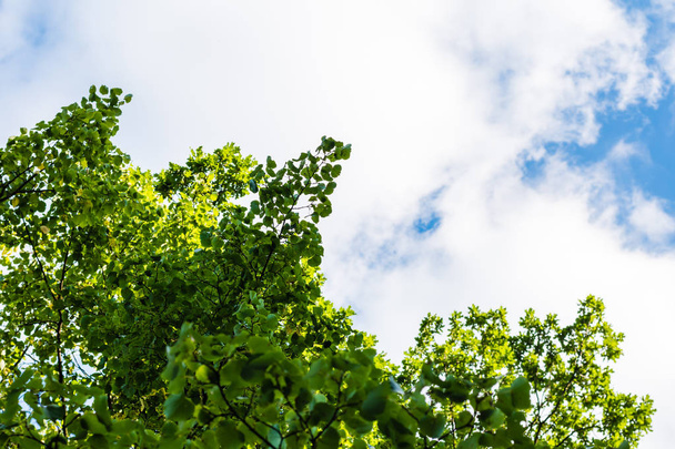 Green tree against blue sky with clouds - Photo, Image